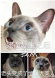死而复生之后我从老头变成了绝世大美人主角攻是谁