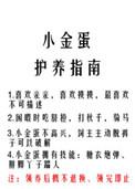 小金蛋护养日记