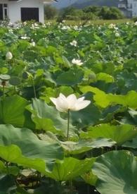 花神flora