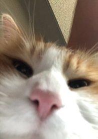 人浪中想真心告白(父子丼,1v2)